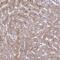 Sarcosine Dehydrogenase antibody, NBP2-31668, Novus Biologicals, Immunohistochemistry paraffin image 