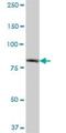 EHHADH antibody, H00001962-B01P, Novus Biologicals, Western Blot image 