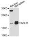 ADP Ribosylation Factor Like GTPase 11 antibody, LS-C748293, Lifespan Biosciences, Western Blot image 