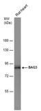 BCL2 Associated Athanogene 3 antibody, PA5-78292, Invitrogen Antibodies, Western Blot image 