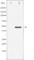 Tubulin Alpha 1a antibody, abx012290, Abbexa, Western Blot image 