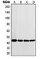 Ly1 Antibody Reactive antibody, orb215217, Biorbyt, Western Blot image 