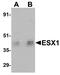 ESX Homeobox 1 antibody, A08735, Boster Biological Technology, Western Blot image 