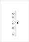 Homeobox C13 antibody, LS-C204017, Lifespan Biosciences, Western Blot image 