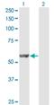 Diphthamide Biosynthesis 2 antibody, H00001802-M07, Novus Biologicals, Western Blot image 