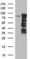 Forkhead Box P1 antibody, LS-C174823, Lifespan Biosciences, Western Blot image 