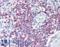 SLAM Family Member 6 antibody, LS-B15877, Lifespan Biosciences, Immunohistochemistry paraffin image 