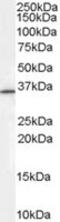 Ring Finger Protein 115 antibody, MBS420104, MyBioSource, Western Blot image 