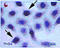 DNA Methyltransferase 3 Alpha antibody, ALX-804-370-C100, Enzo Life Sciences, Immunocytochemistry image 