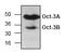 POU Class 5 Homeobox 1 antibody, AP00249PU-N, Origene, Western Blot image 