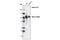 Notch Receptor 2 antibody, 5732T, Cell Signaling Technology, Western Blot image 