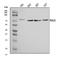 Nucleolar Protein 10 antibody, A14358-3, Boster Biological Technology, Western Blot image 