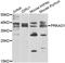 Protein Kinase AMP-Activated Non-Catalytic Subunit Gamma 1 antibody, abx005507, Abbexa, Western Blot image 