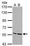 Serine/Threonine Kinase 3 antibody, NBP1-32313, Novus Biologicals, Western Blot image 