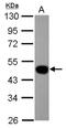 Left-Right Determination Factor 1 antibody, NBP2-19345, Novus Biologicals, Western Blot image 