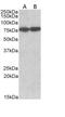 Heat Shock Protein Family A (Hsp70) Member 8 antibody, GTX89273, GeneTex, Western Blot image 