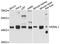 Era Like 12S Mitochondrial RRNA Chaperone 1 antibody, STJ112418, St John