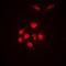 SUMO1 Activating Enzyme Subunit 1 antibody, LS-C353229, Lifespan Biosciences, Immunofluorescence image 