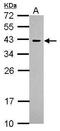 Caudal Type Homeobox 2 antibody, PA5-29652, Invitrogen Antibodies, Western Blot image 