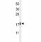 p21 antibody, F51647-0.4ML, NSJ Bioreagents, Western Blot image 