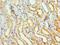 Glutathione S-Transferase Alpha 2 antibody, orb353310, Biorbyt, Immunohistochemistry paraffin image 