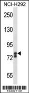 SRY-Box 30 antibody, 57-333, ProSci, Western Blot image 