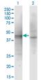 Ankyrin Repeat, SAM And Basic Leucine Zipper Domain Containing 1 antibody, MA5-24521, Invitrogen Antibodies, Western Blot image 