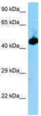 Ena/VASP-like protein antibody, TA343847, Origene, Western Blot image 