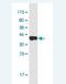 Inducible T Cell Costimulator antibody, H00029851-M02-100ug, Novus Biologicals, Western Blot image 