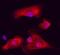 BCL2 Associated Athanogene 6 antibody, AF6438, R&D Systems, Immunofluorescence image 