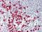 Golgin A3 antibody, orb69802, Biorbyt, Immunohistochemistry paraffin image 