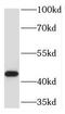 Trimethyllysine Hydroxylase, Epsilon antibody, FNab08798, FineTest, Western Blot image 