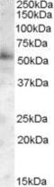 PIST antibody, PA5-18240, Invitrogen Antibodies, Western Blot image 