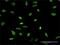 High Mobility Group AT-Hook 2 antibody, H00008091-M02, Novus Biologicals, Immunocytochemistry image 
