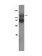 Neurotrophic Receptor Tyrosine Kinase 2 antibody, GTX53655, GeneTex, Western Blot image 