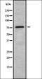 Desmoglein-3 antibody, orb338235, Biorbyt, Western Blot image 