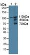 Myosin ID antibody, MBS2007294, MyBioSource, Western Blot image 