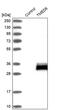 Transmembrane P24 Trafficking Protein 6 antibody, PA5-52944, Invitrogen Antibodies, Western Blot image 