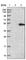 Acid Phosphatase 6, Lysophosphatidic antibody, HPA028560, Atlas Antibodies, Western Blot image 