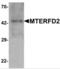 Mitochondrial Transcription Termination Factor 4 antibody, NBP2-81966, Novus Biologicals, Western Blot image 