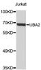 Ubiquitin Like Modifier Activating Enzyme 2 antibody, STJ26007, St John