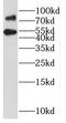 GST antibody, FNab07978, FineTest, Western Blot image 