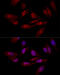 Eukaryotic Translation Initiation Factor 6 antibody, 18-314, ProSci, Immunofluorescence image 