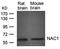 Nucleus Accumbens Associated 1 antibody, orb69625, Biorbyt, Western Blot image 