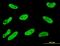 Serum/Glucocorticoid Regulated Kinase 1 antibody, orb94762, Biorbyt, Immunocytochemistry image 