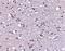 Solute Carrier Family 9 Member A1 antibody, PA5-20446, Invitrogen Antibodies, Immunohistochemistry frozen image 