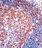 Prostacyclin receptor antibody, LS-C162275, Lifespan Biosciences, Immunohistochemistry frozen image 