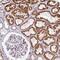 Diphosphoinositol Pentakisphosphate Kinase 2 antibody, NBP1-91990, Novus Biologicals, Immunohistochemistry paraffin image 