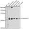 GABA Type A Receptor Associated Protein Like 1 antibody, GTX33209, GeneTex, Western Blot image 