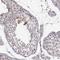 Chromosome 10 Open Reading Frame 62 antibody, NBP2-57437, Novus Biologicals, Immunohistochemistry frozen image 